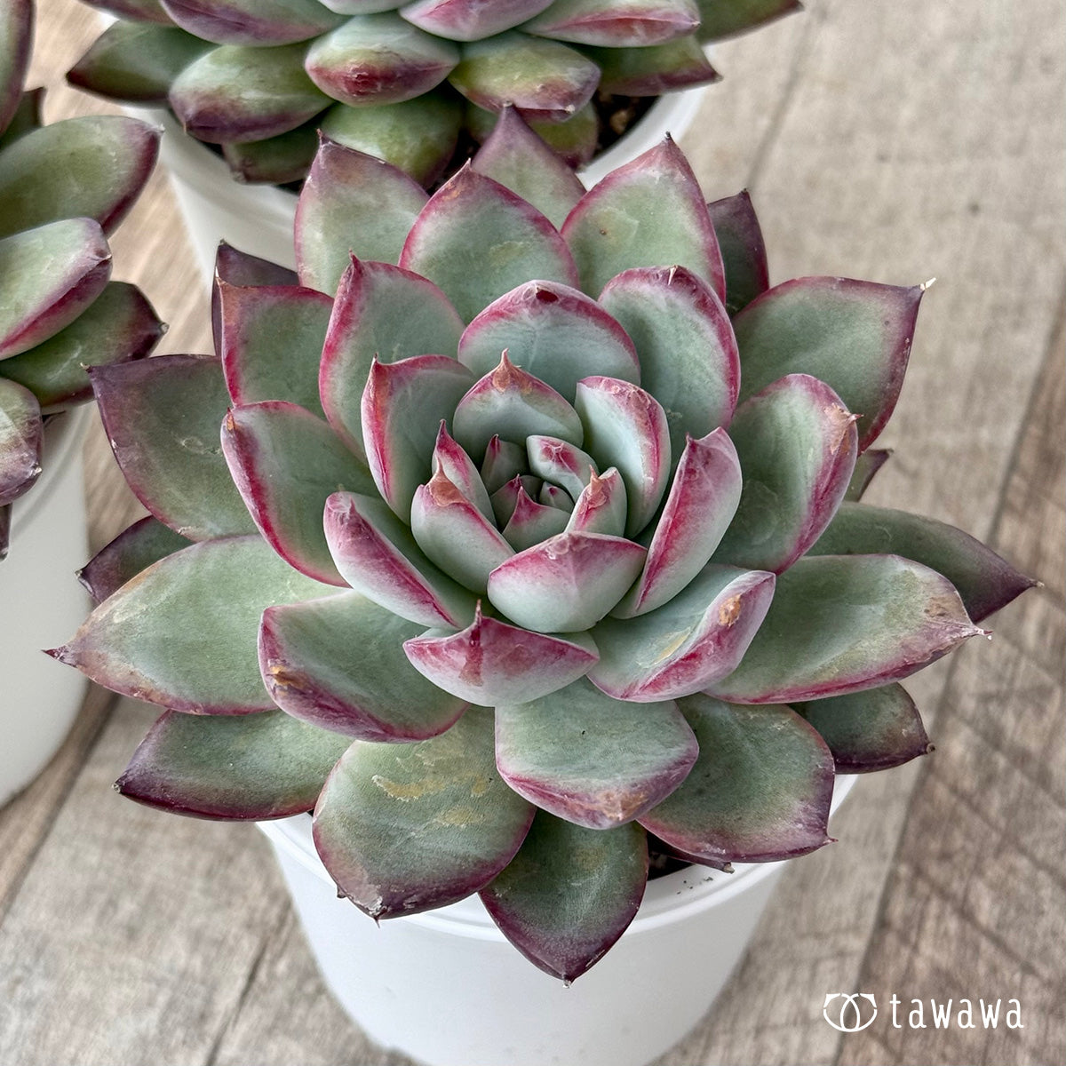 ＊新発売＊　サバタ（エアーマジック農園）【tawawaハウス苗】