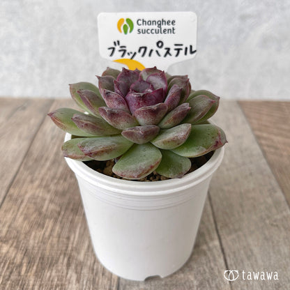 ＊新入荷＊　ブラックパステル【単頭】（チャンヒー農園苗）