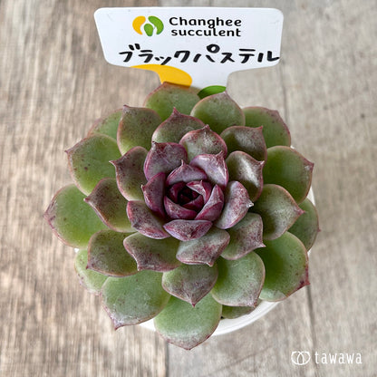 ＊新入荷＊　ブラックパステル【単頭】（チャンヒー農園苗）