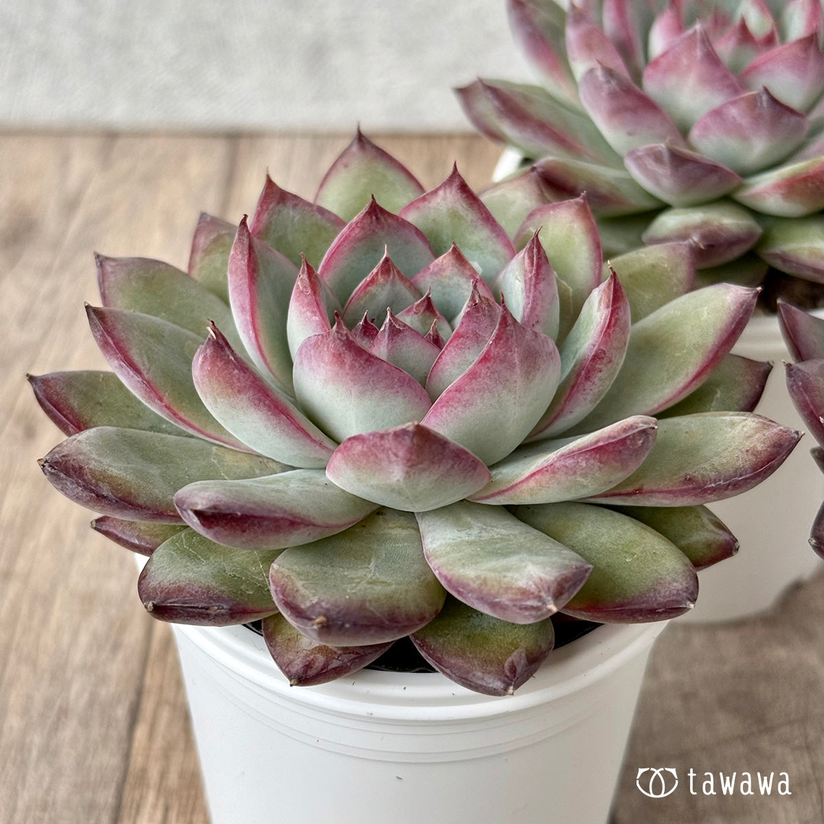 ＊新発売＊　サバタ（エアーマジック農園）【tawawaハウス苗】