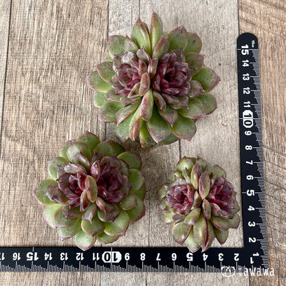 ＊新入荷＊　ブラックパステル【双頭】（チャンヒー農園苗）