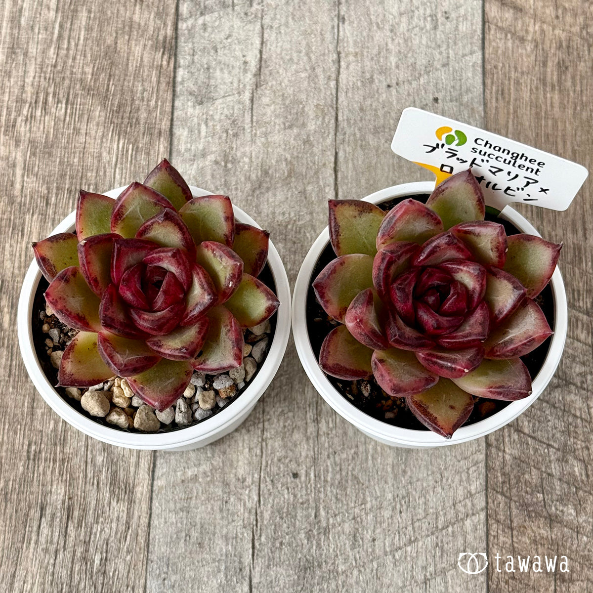 ＊新発売＊　ブラッドマリア×ロメオルビン（チャンヒー農園）【tawawaハウス苗】