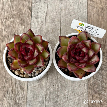 ＊新発売＊　ブラッドマリア×ロメオルビン（チャンヒー農園）【tawawaハウス苗】