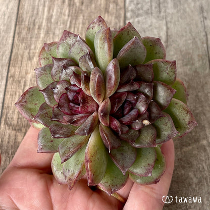 ＊新入荷＊　ブラックパステル【双頭】（チャンヒー農園苗）