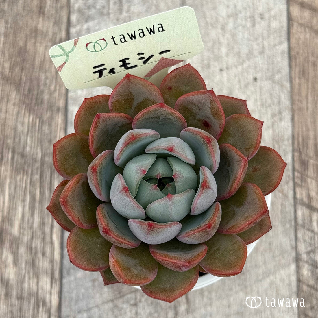 ティモシー 【tawawaハウス苗】