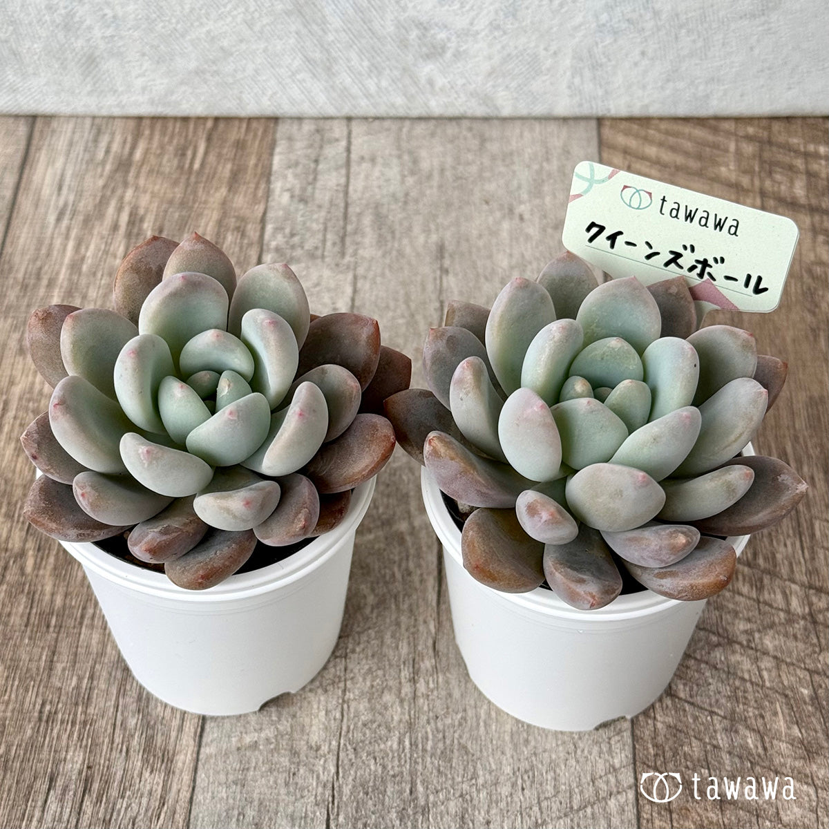 ＊新発売＊　クイーンズボール（エアーマジック農園）【tawawaハウス苗】