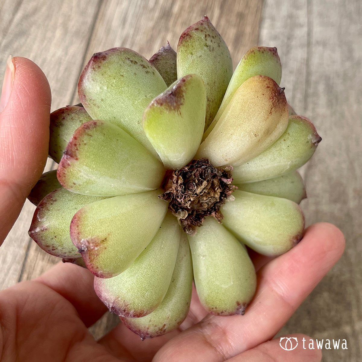 ＊新入荷＊　ブラックパステル【双頭】（チャンヒー農園苗）