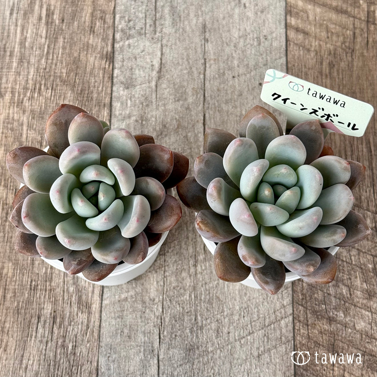 ＊新発売＊　クイーンズボール（エアーマジック農園）【tawawaハウス苗】