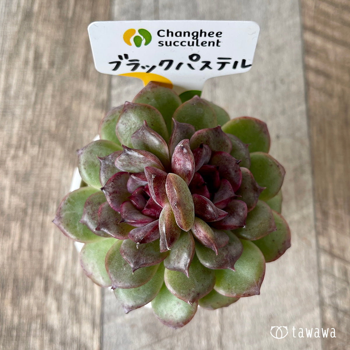 ＊新入荷＊　ブラックパステル【双頭】（チャンヒー農園苗）