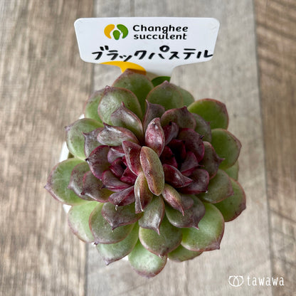 ＊新入荷＊　ブラックパステル【双頭】（チャンヒー農園苗）