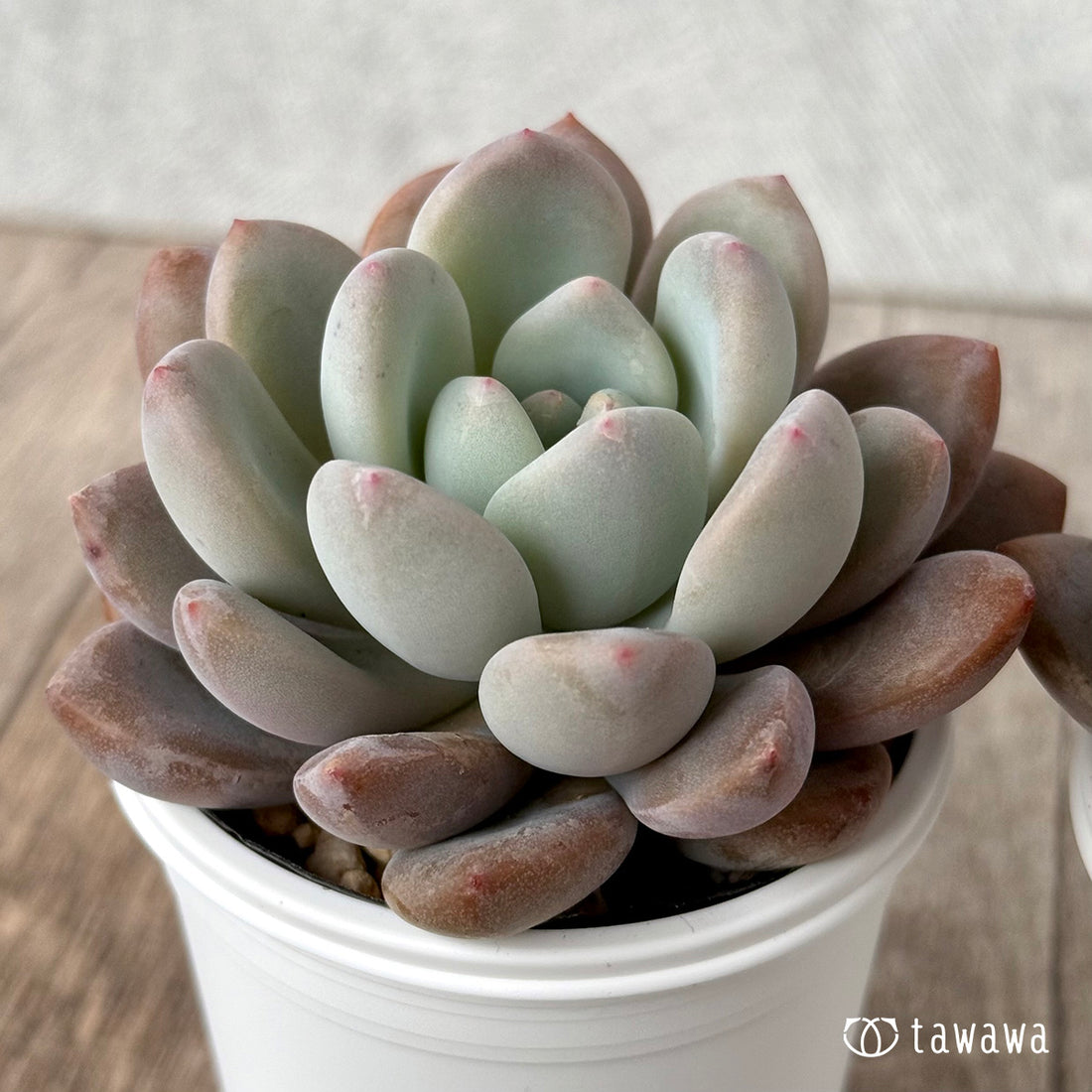 ＊新発売＊　クイーンズボール（エアーマジック農園）【tawawaハウス苗】