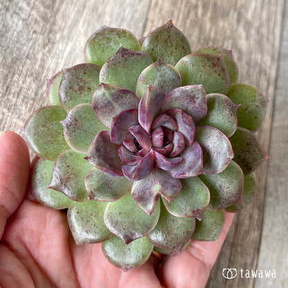 ＊新入荷＊　ブラックパステル【双頭】（チャンヒー農園苗）