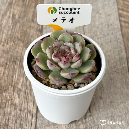 New Arrivals: Ice Green