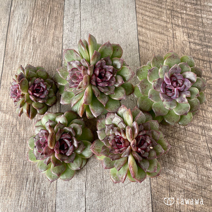 ＊新入荷＊　ブラックパステル【双頭】（チャンヒー農園苗）