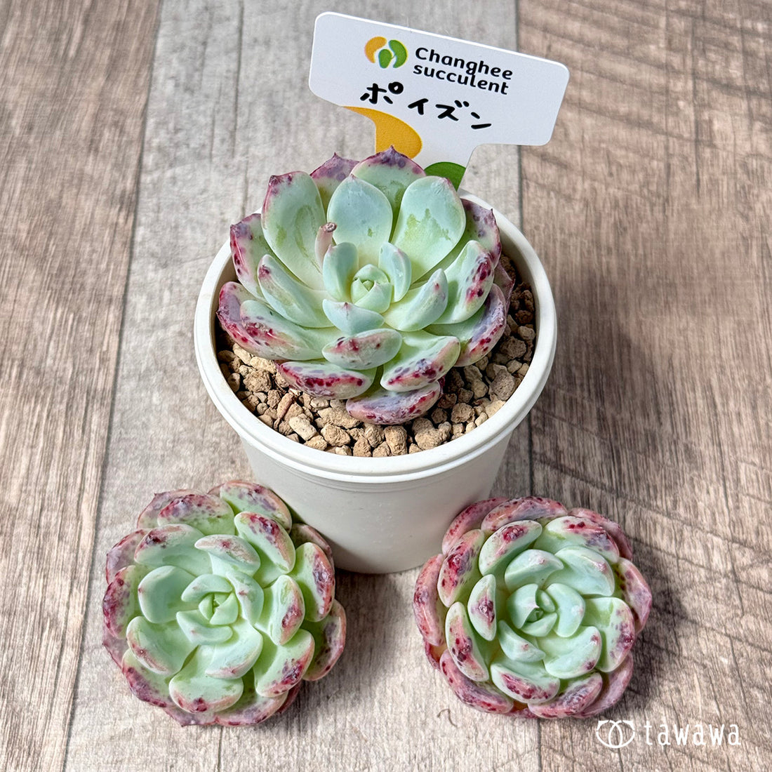 ポイズン【単頭苗】(チャンヒー農園苗)