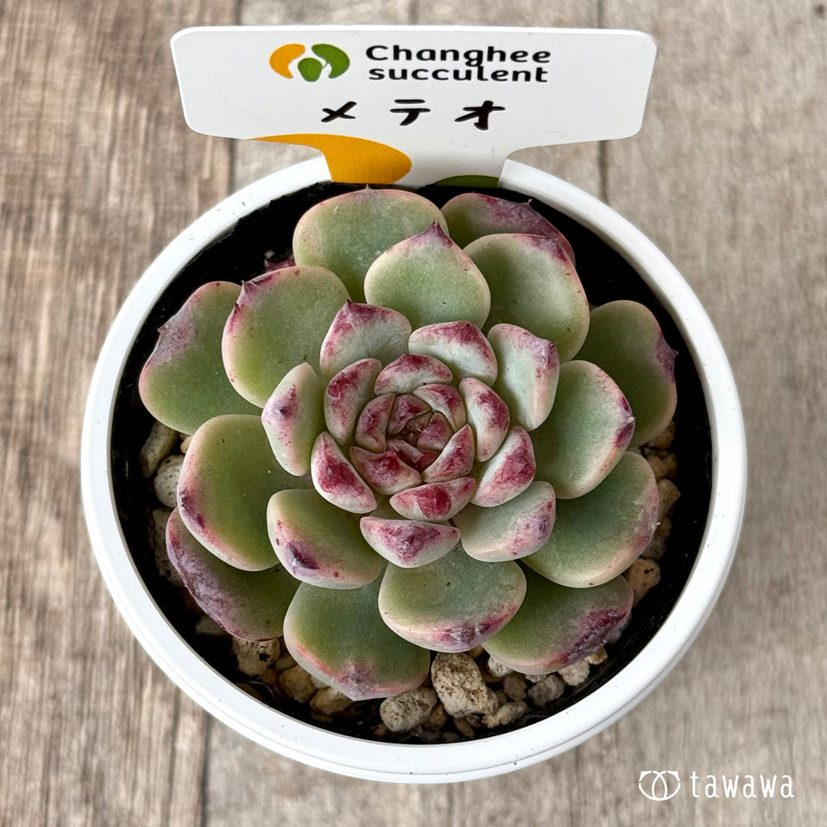 New Arrivals: Ice Green