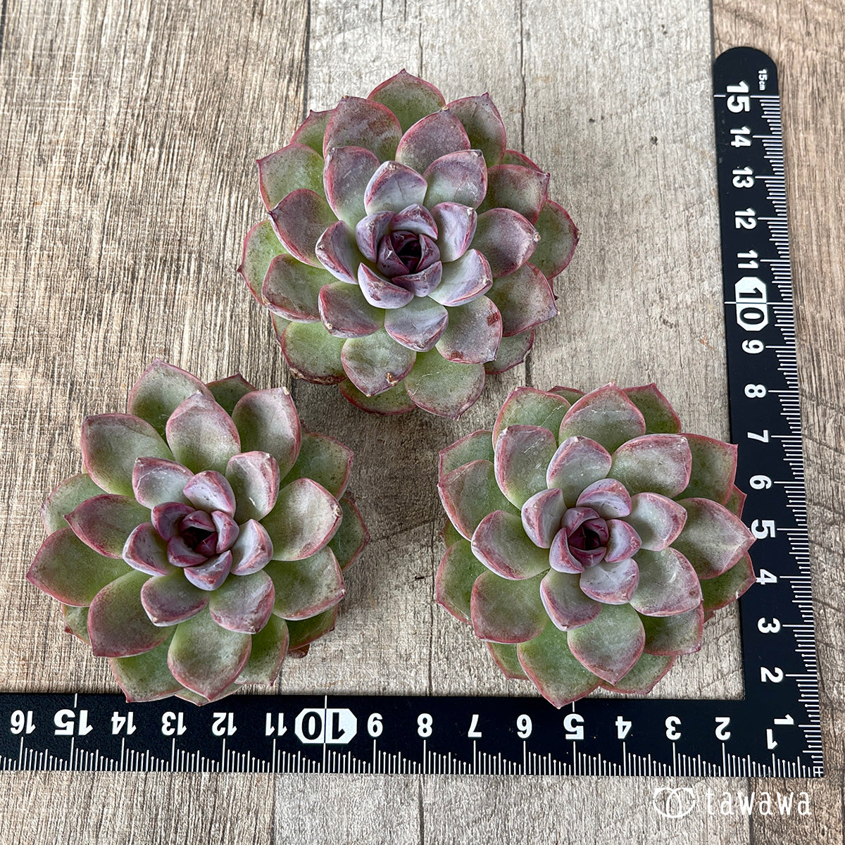 11/9発売】ブラックサプライズ（チャンヒー農園苗） – 多肉植物の通販