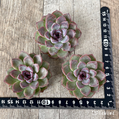 ＊新入荷＊　ブラックサプライズ（チャンヒー農園苗）