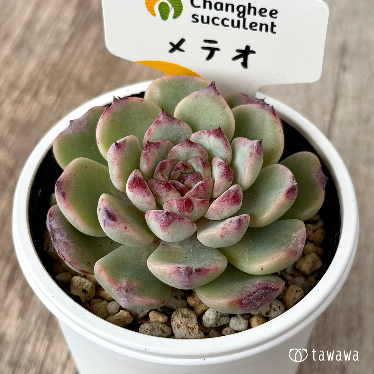 New Arrivals: Ice Green