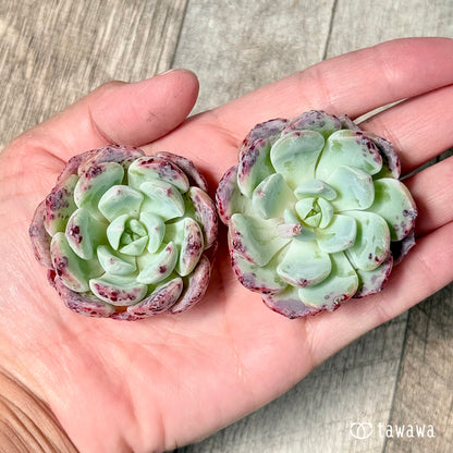 ＊新入荷＊　ポイズン【単頭苗】（チャンヒー農園苗）