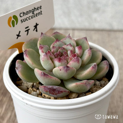 New Arrivals: Ice Green