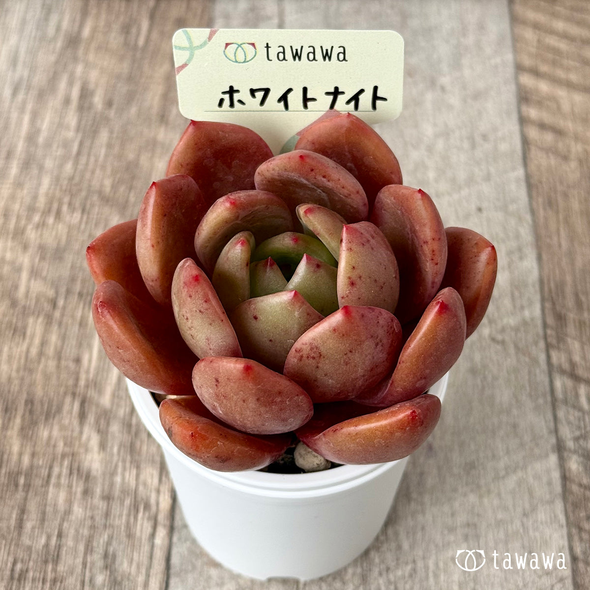 ＊新発売＊　ホワイトナイト（白夜）　【tawawaハウス苗】