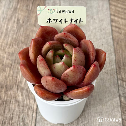 ＊新発売＊　ホワイトナイト（白夜）　【tawawaハウス苗】