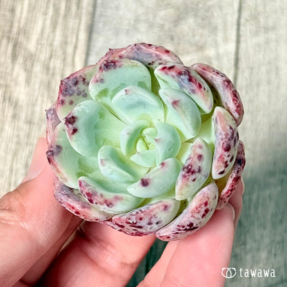 ＊新入荷＊　ポイズン【単頭苗】（チャンヒー農園苗）