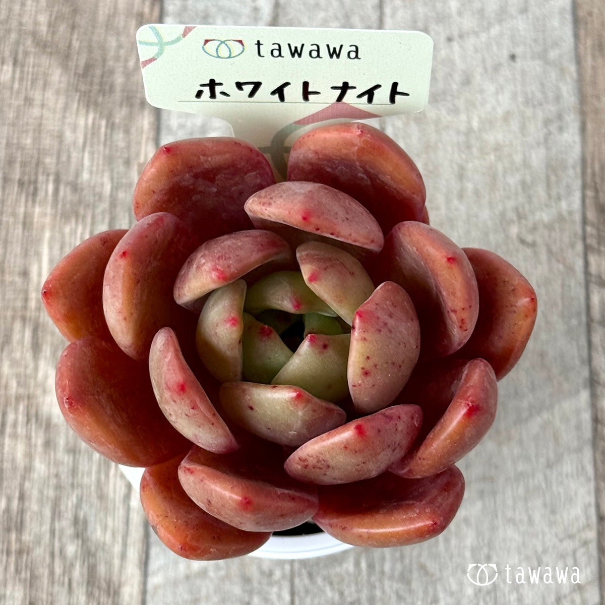 ＊新発売＊　ホワイトナイト（白夜）　【tawawaハウス苗】