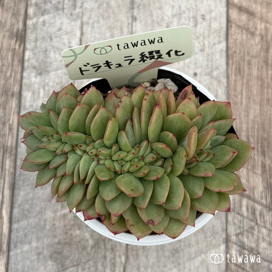 ドラキュラ綴化① 【tawawaハウス苗】