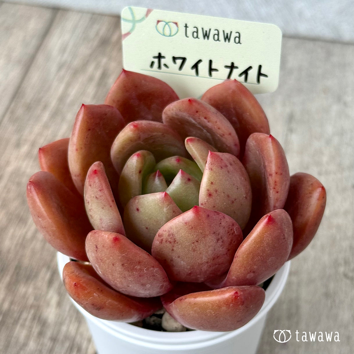 ＊新発売＊　ホワイトナイト（白夜）　【tawawaハウス苗】