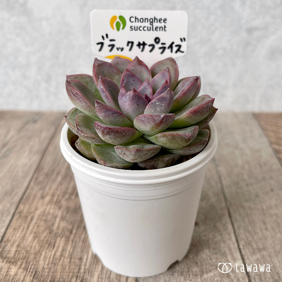 ＊新入荷＊　ブラックサプライズ（チャンヒー農園苗）