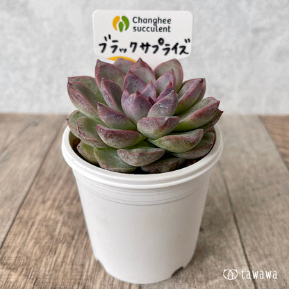 ＊新入荷＊　ブラックサプライズ（チャンヒー農園苗）