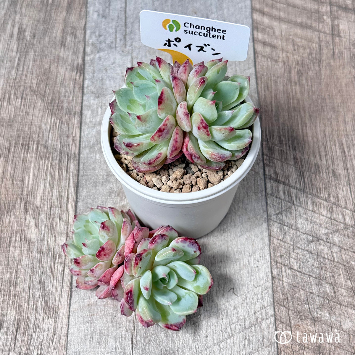 ＊新入荷＊　ポイズン【双頭苗】（チャンヒー農園苗）