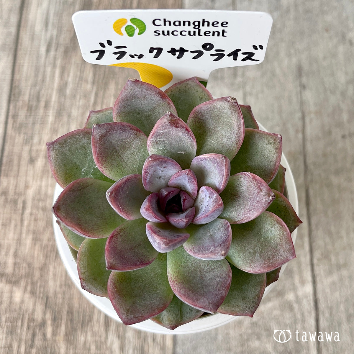 ブラックサプライズ（チャンヒー農園苗） – 多肉植物の通販・販売