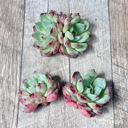 ＊新入荷＊　ポイズン【双頭苗】（チャンヒー農園苗）