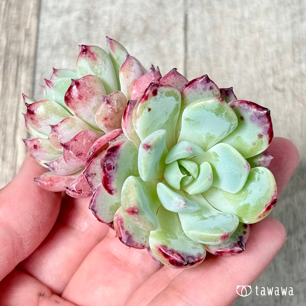 ＊新入荷＊　ポイズン【双頭苗】（チャンヒー農園苗）