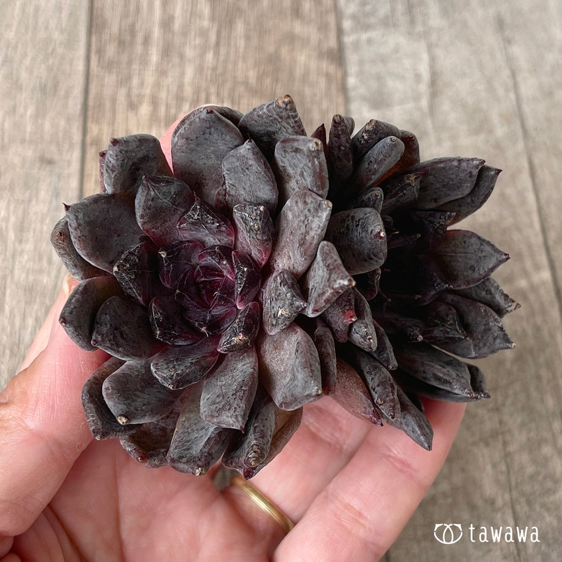 ブラックザラゴーサ【双頭】（チャンヒー農園苗）