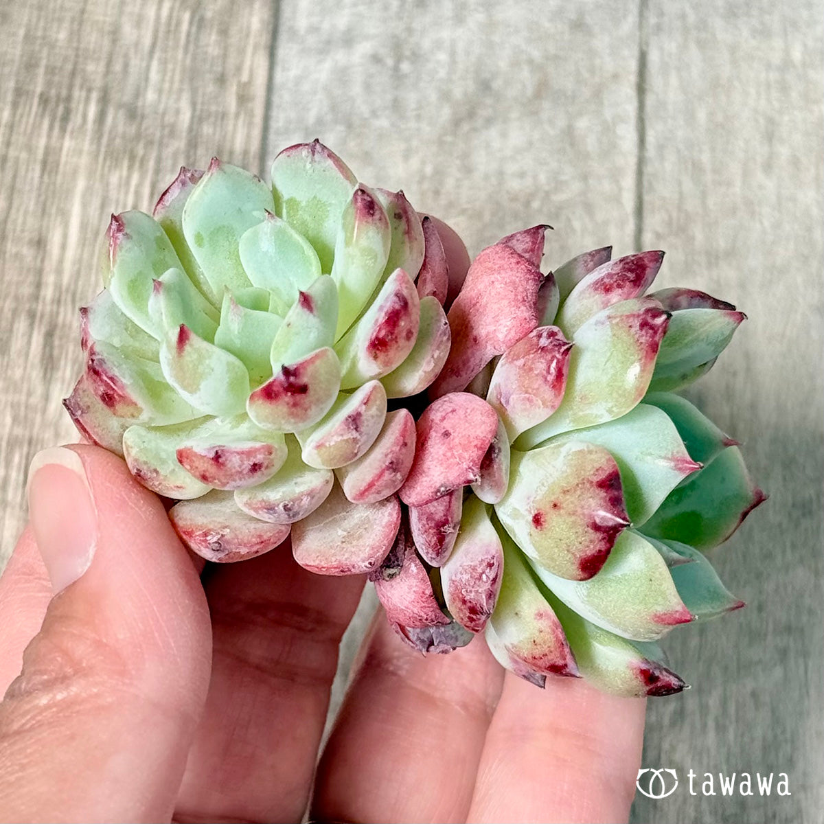 ＊新入荷＊　ポイズン【双頭苗】（チャンヒー農園苗）