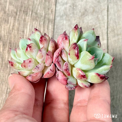 ＊新入荷＊　ポイズン【双頭苗】（チャンヒー農園苗）