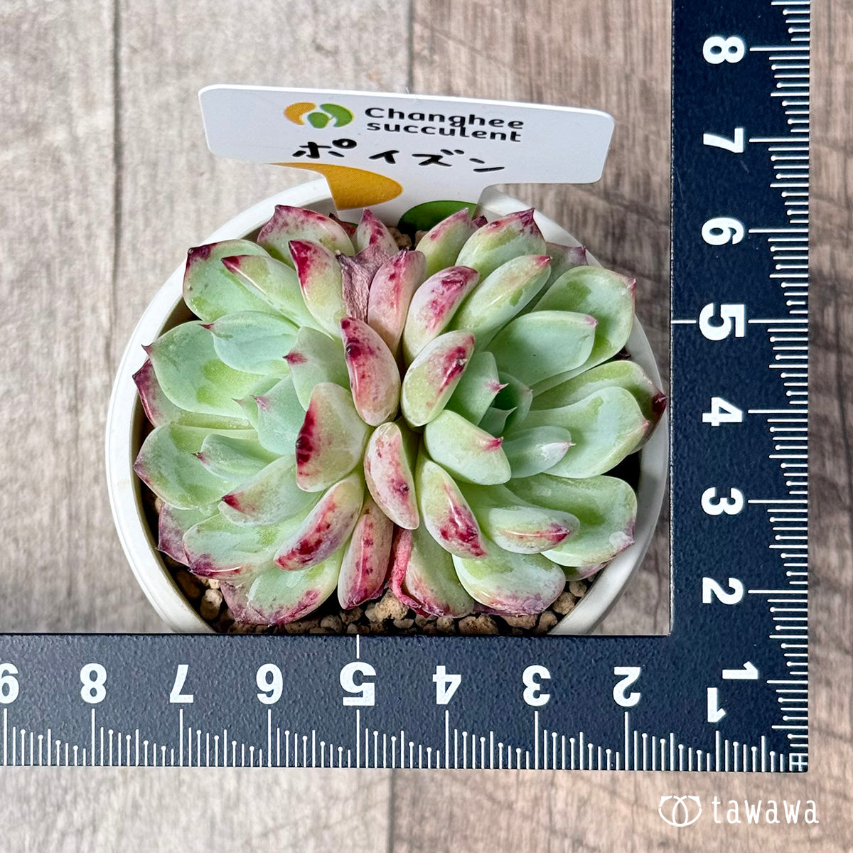 ＊新入荷＊　ポイズン【双頭苗】（チャンヒー農園苗）