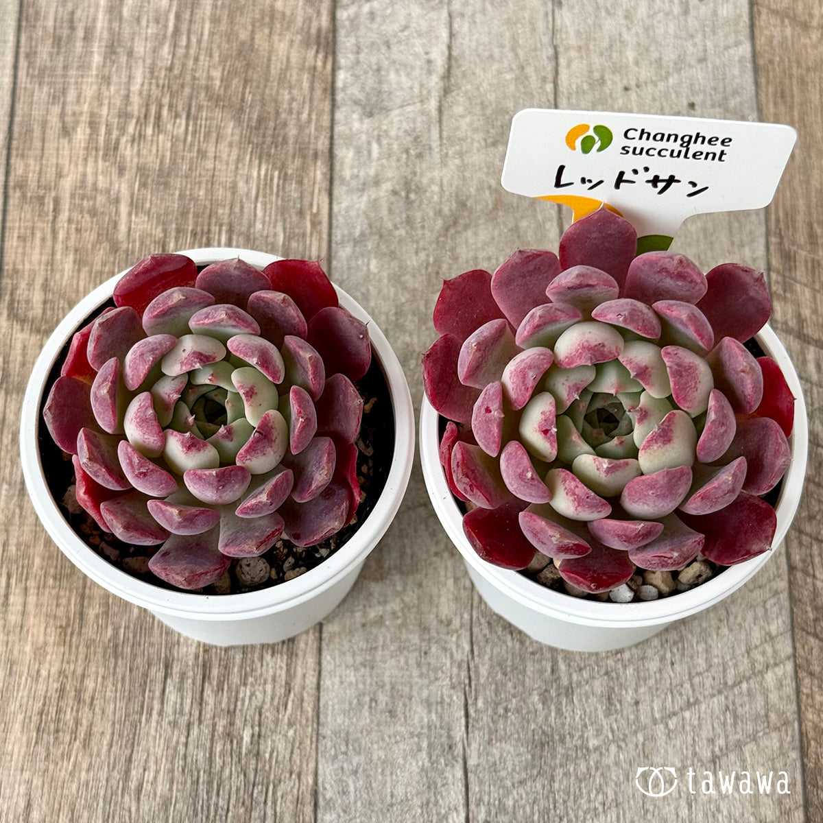 New Arrivals: Ice Green