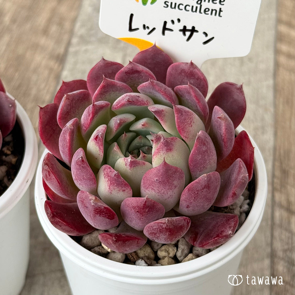 New Arrivals: Ice Green