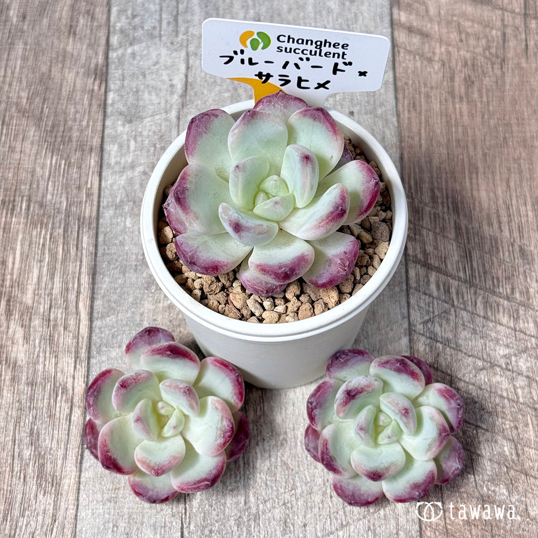 New Arrivals: Ice Green