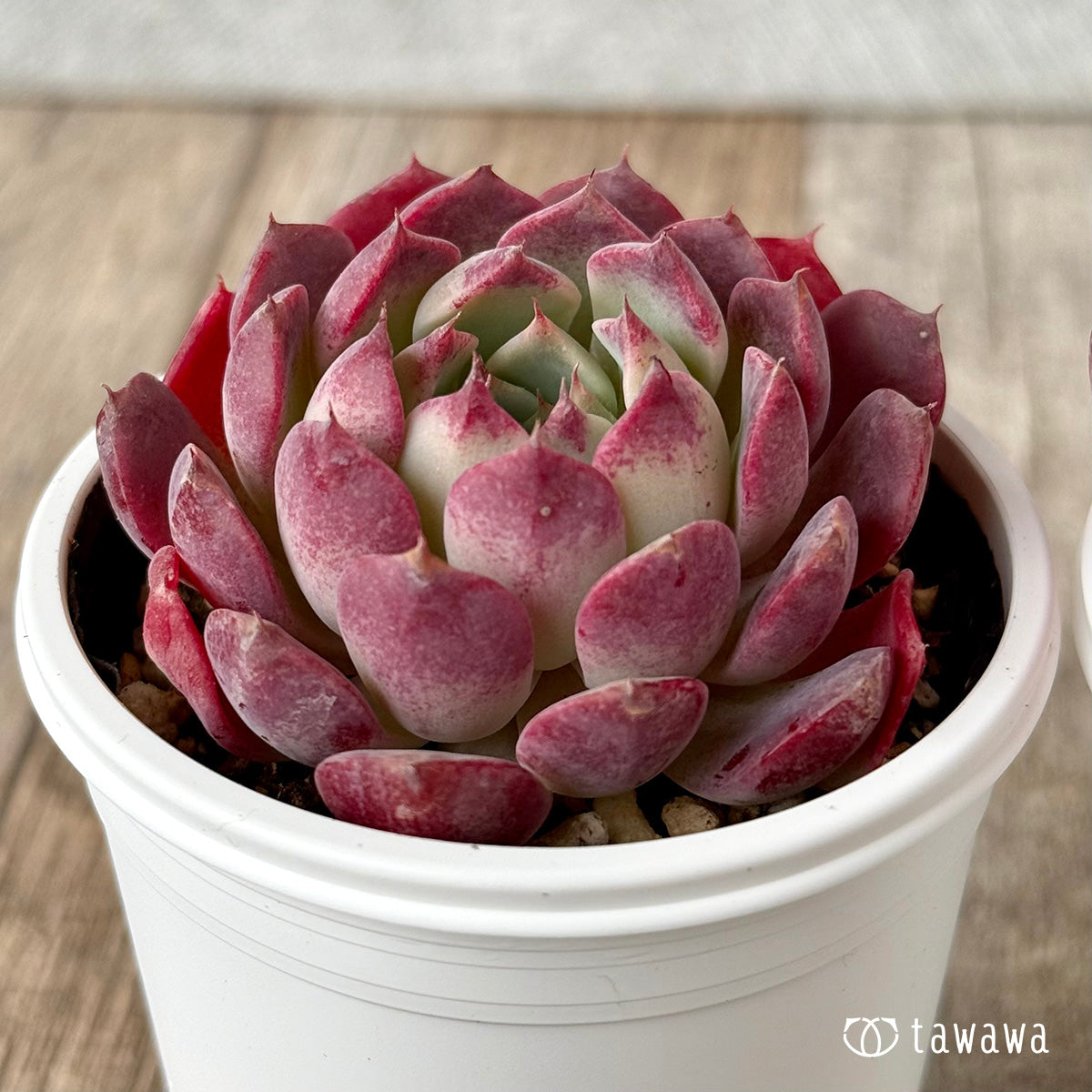 New Arrivals: Ice Green