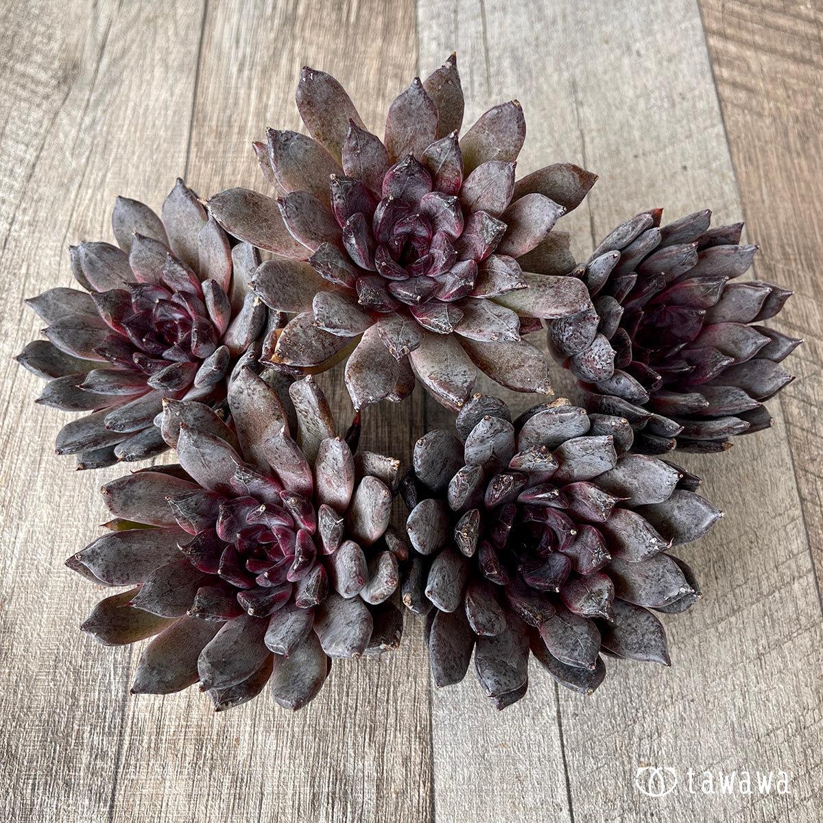 ／さま専用 コアの苗 コーヒー苗 ラウアエ苗 000000132562-01-m.jpg?t=