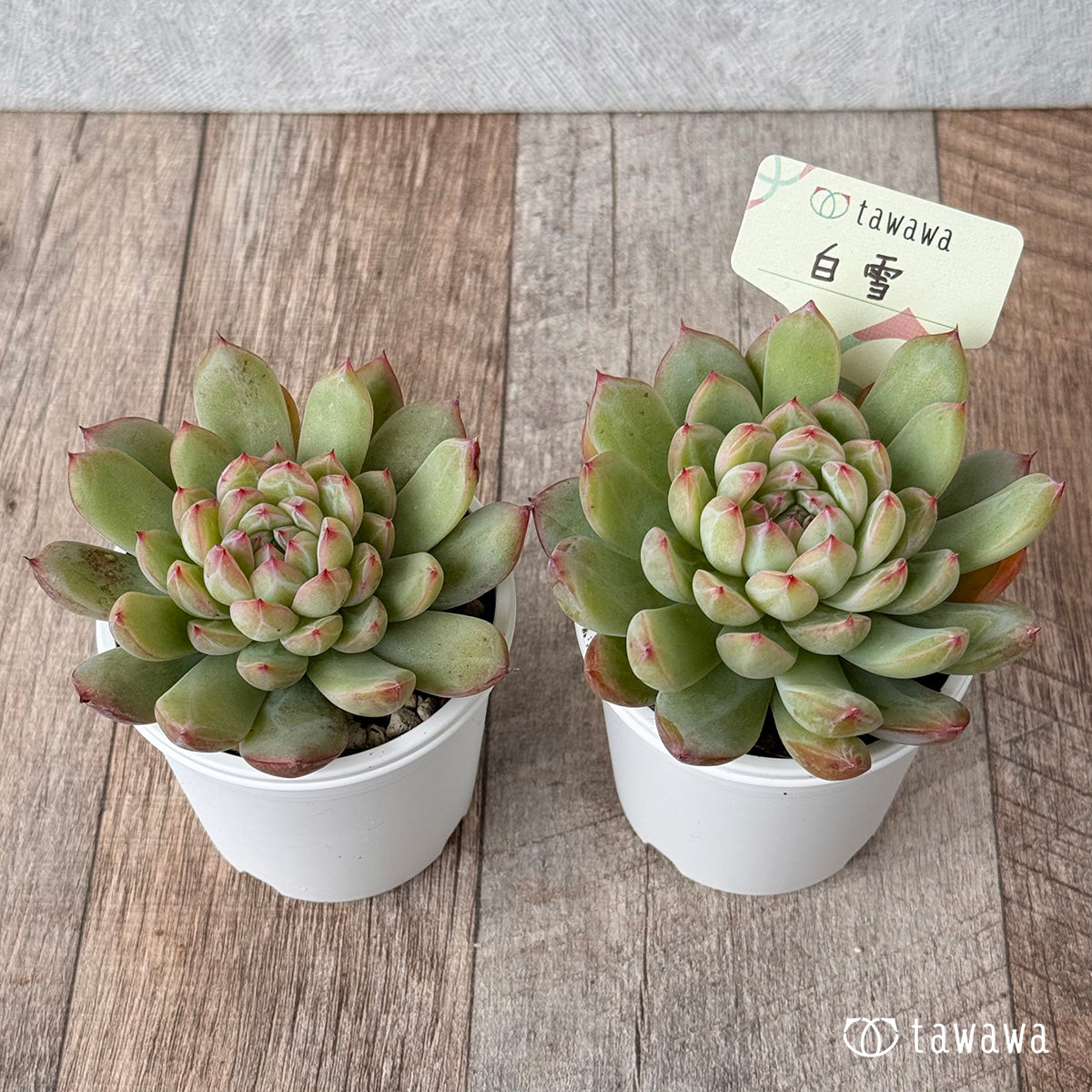 白雪【tawawaハウス苗】