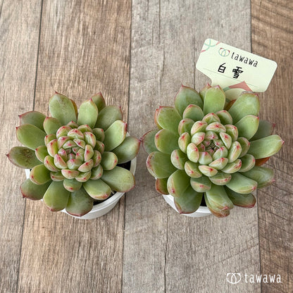 白雪【tawawaハウス苗】