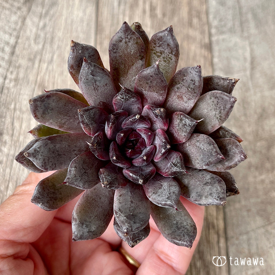 ブラックザラゴーサ【単頭】（チャンヒー農園苗）