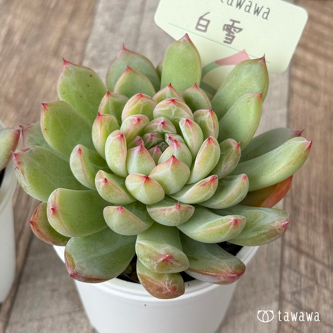 *新発売* 白雪【tawawaハウス苗】